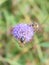 Eristalis tenax dronefly on purple flower