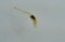 Eristalis tenax insect larva