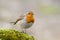 Erithacus rubecula