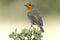 Erithacus rubecula European robin perched on an oak branch