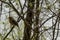 Erithacus rubecula or European robin sing alight on springtime branch