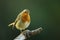 Erithacus rubecula. European small bird, ubiquitous throughout Europe.