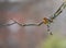 Erithacus rubecula Pisco-de-peito-ruivo little songbird in a branch.