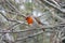 Erithacus rubecula - Robin In Winter at RSPB Ham Wall, Somerset, England.