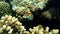 Eritrean butterflyfish or crown butterflyfish Chaetodon paucifasciatus undersea, Red Sea, Egypt, Sharm El Sheikh, Nabq Bay