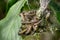 Ermine moth caterpillars feeding on green leaves