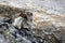 Ermine standing on rocks