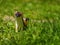 Ermine or Stoat in the Grass