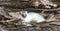 Ermine stoat in winter coat