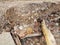 Eroded dirt path with bricks and masonry underneath