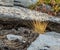 Eroded granite outcrop