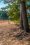 Eroded lake shore exposing tree roots