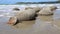 Eroded Moeraki Boulders