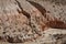 Eroded river valley on the Altiplano of Chile