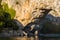 The eroded rock of Pont dArc in the Gorges de lArdeche in Europe, France, Ardeche, in summer, on a sunny day