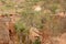 Eroded soil with few Acacia trees, Kilome Plains, Makueni County, Kenya