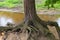 Eroded tree roots