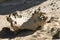 Eroding Rocks, Fuerteventura