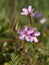 Erodium cicutarium