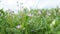 Erodium cicutarium, common storks-bill, redstem filaree, redstem stork bill or pinweed is a herbaceous flowering plant