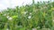 Erodium cicutarium, common storks-bill, redstem filaree, redstem stork bill or pinweed is a herbaceous flowering plant