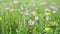 Erodium cicutarium, common storks-bill, redstem filaree, redstem stork bill or pinweed is a herbaceous flowering plant