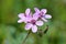 Erodium cicutarium flower known as redstem filaree, redstem stork`s bill, common stork`s-bill or pinweed