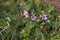 Erodium cicutarium inflorescence