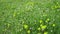 Erodium cicutarium, storks-bill, redstem filaree, redstem stork bill or pinweed Geraniaceae. Flowers of shepherd's