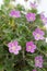 Erodium flower closeup