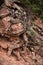 Erosion exposing tree roots