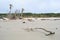 Erosion killed trees at Hunting Island, SC USA