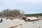 Erosion killed trees at Hunting Island, SC USA