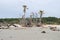 Erosion killed trees at Hunting Island, SC USA