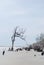 Erosion killed trees at Hunting Island, SC USA