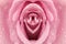 Erotic metaphor design. Rose bud with petals and water drops resembling vulva. Beautiful flower as background, closeup
