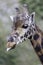 Ertical Portrait Face and Neck of a Rothschild\'s giraffe