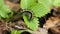 Eruca of small tortoiseshell