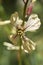 Eruca vesicaria flower close up