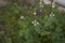 Eruca vesicaria plant