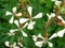 Eruca vesicaria white flower