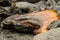 Eruption of Volcano Tolbachik, boiling magma, close up image of hot lava, Kamchatka Peninsula, Russia