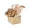 Eryngii, Hatake shimeji and Maitake mushroom in bamboo basket on