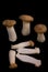 Eryngii mushroom