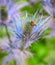 Eryngium alpinum