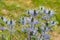 Eryngium alpinum 'Blue Jackpot' also known as Blue Sea Holly