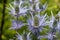 Eryngium alpinum 'Blue Jackpot' also known as Blue Sea Holly