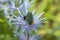 Eryngium alpinum 'Blue Star' also known as Blue Sea Holly