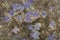 Eryngium alpinum is a perennial herb in the family Apiaceae, Eryngium planum Blue Sea Holly in garden
