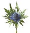 Eryngium alpinum thistle plant